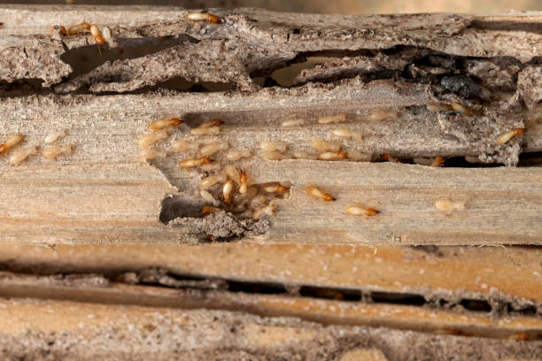 Insect Control in Carson, WA